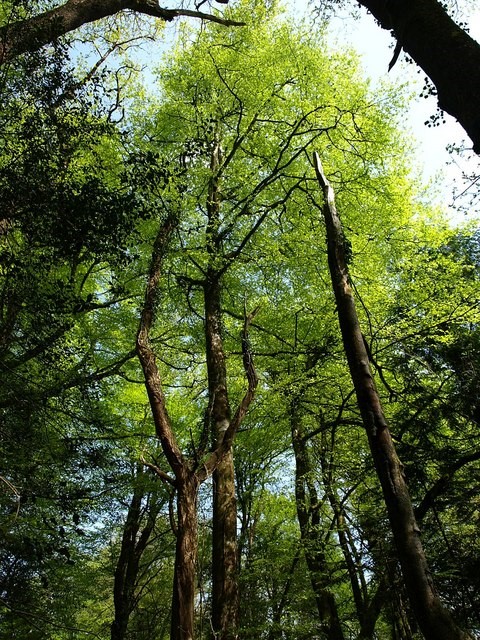 beech-trees of the beech wood species growing in the forest setting