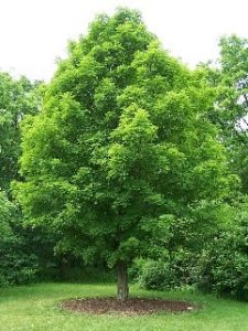 MAPLE SPRING-SUMMER tree