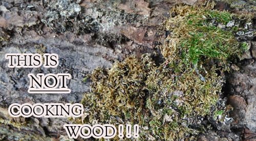 Learn why moldy hardwood is unfit for cooking and smoking food Unfortunately many people use wood for grilling and smoking which includes common lichen mold as seen in this picture- do not GRILL WITH MOLDY WOODS
